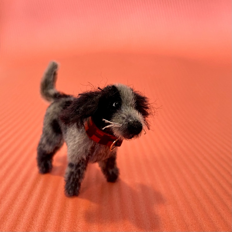 Miniature Tiny Dogs